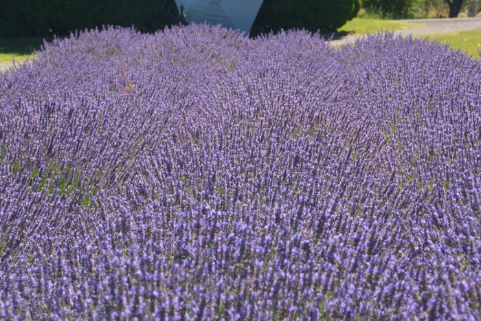 lavender field on Historic Hiway 30 near Corbett